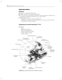 Comprehensive Surgical Anatomy of the Head and Neck