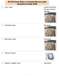 BI 232 Exam Brain & Cranial Nerves (Lab) Questions Guide 2026