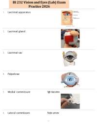 BI 232 Vision and Eyes (Lab) Exam Practice 2026