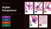 Tejido Sanguíneo: Estructura, Componentes y Funciones en el Organismo Humano