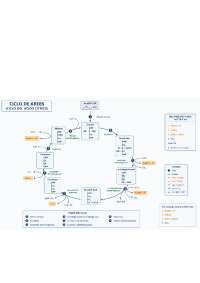 Esquema del ciclo de krebs