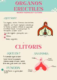 Infografia de órganos erectiles