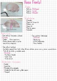 Anatomía de los huesos del cráneo