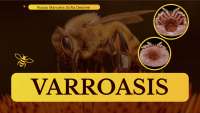 Enfermedad Varroasis