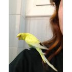 melymave