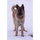 canislupus-4