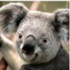 hildner-de-lima-10