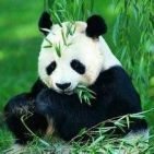 chinasdzbwxd