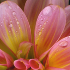 camelia8810