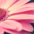 micusna