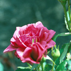 ladyripy