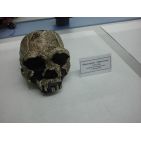 campanagorri