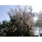 lauri_i5704