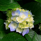 assycamelia
