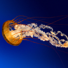 macchiaba