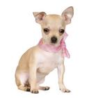 cachorrita91