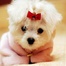 cachorrita