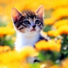 pallina_s