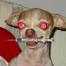 perroloco