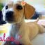 cachorritadulce-avatar