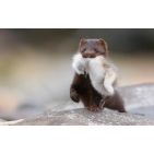gangnam_style