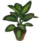 llunagracia