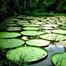 Amazonas