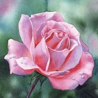 rizwan1
