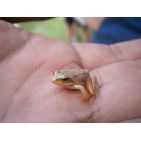 sofiasofia2208