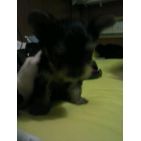 gorpetaso