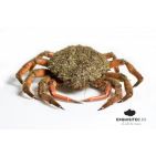 mariscosalado