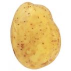 syntaynss