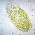 paramecium
