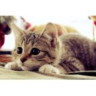 criis_46psico