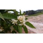 estlofa1