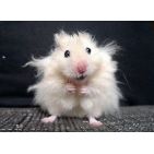 englady94