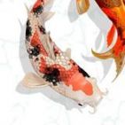 xuhaogege