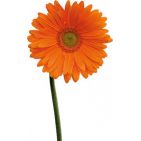 gigia17