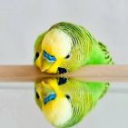 sweety.fizza