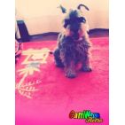 luciapalencia_