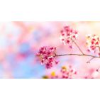 andrea071215