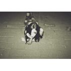 nea_st_clair