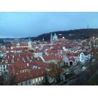luricola