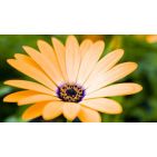 Gerbera-Rosa