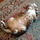 miao_miao