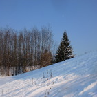 saraforti37
