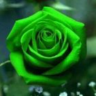 Marthinica