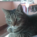 bufalo97