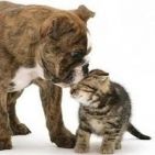 educacion-canina