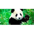 pandachan7